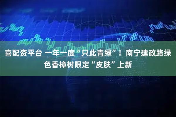 喜配资平台 一年一度“只此青绿”！南宁建政路绿色香樟树限定“皮肤”上新
