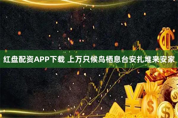 红盘配资APP下载 上万只候鸟栖息台安扎堆来安家