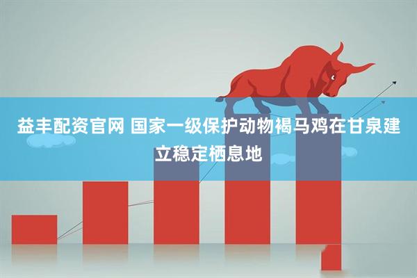 益丰配资官网 国家一级保护动物褐马鸡在甘泉建立稳定栖息地