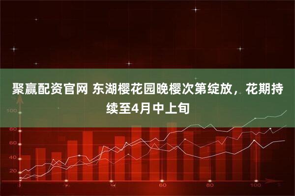 聚赢配资官网 东湖樱花园晚樱次第绽放，花期持续至4月中上旬